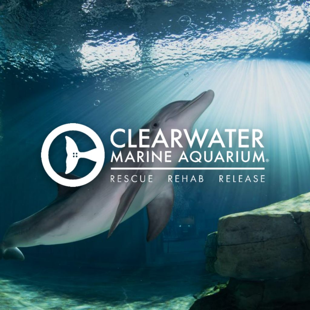 Clearwater Marine Aquarium - Rescue | Rehab | Release